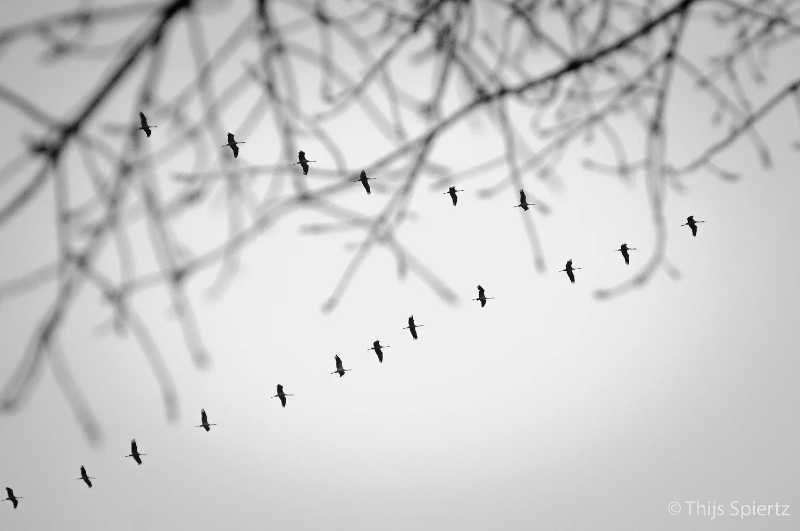 Website Thijs Spiertz